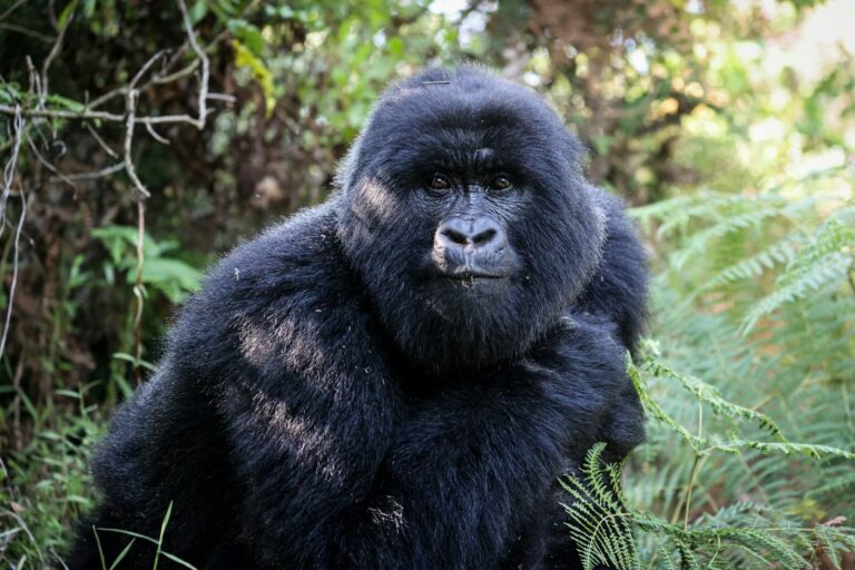 Tracking Apex Predators Across the American Wilderness