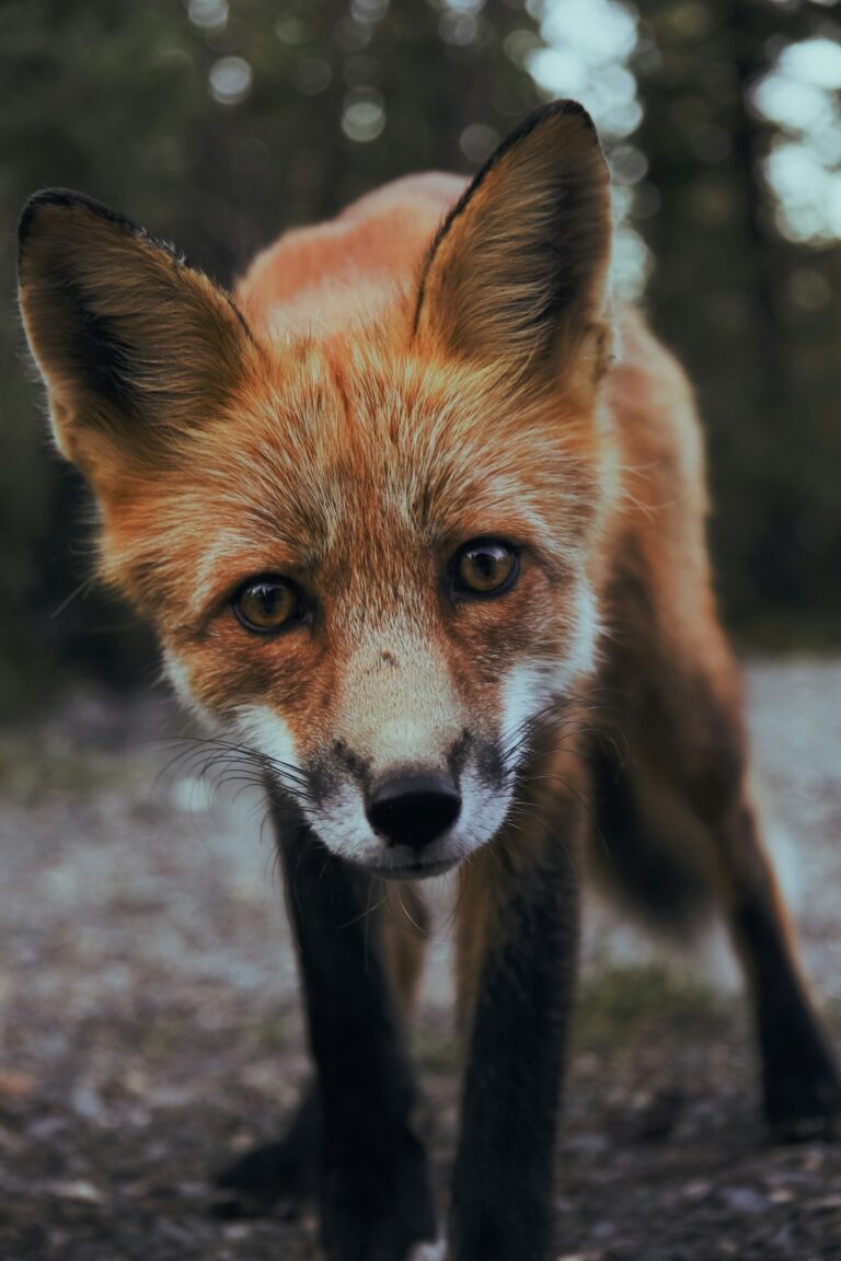 Simple Everyday Habits That Support Native Wildlife